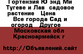 Гортензия Ю энд Ми Тугеве и Лав, садовое растение › Цена ­ 550 - Все города Сад и огород » Другое   . Московская обл.,Красноармейск г.